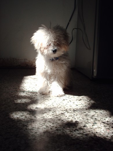 Antes de la peluquería 